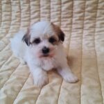 Fenechka-female-havanese-puppy-for-sale- (2)