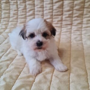 Fenechka Havanese Fenechka Havanese