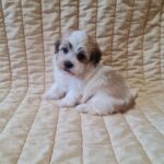 Flipper-male-havanese-puppy-for-sale- (2)
