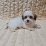 Fenechka-female-havanese-puppy-for-sale- (2)