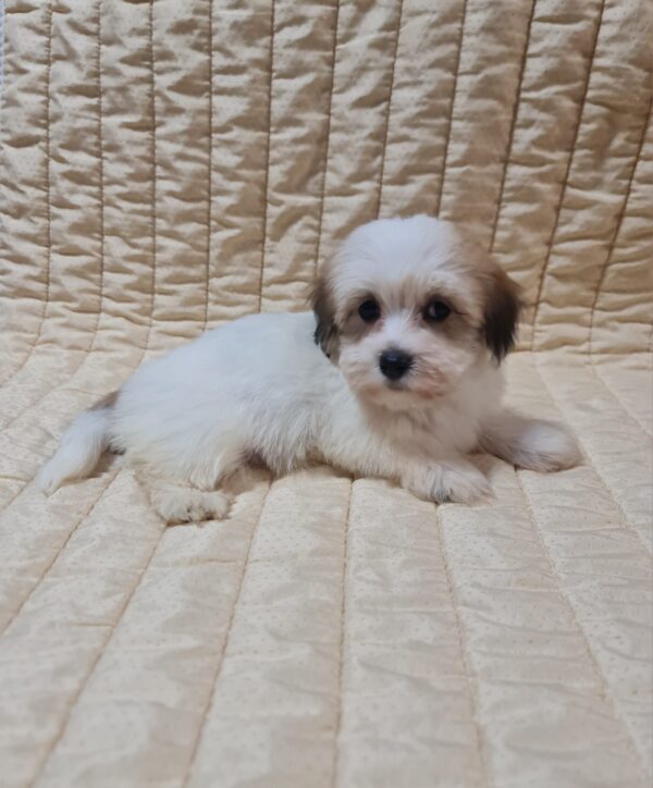 Fenechka Havanese Fenechka Havanese