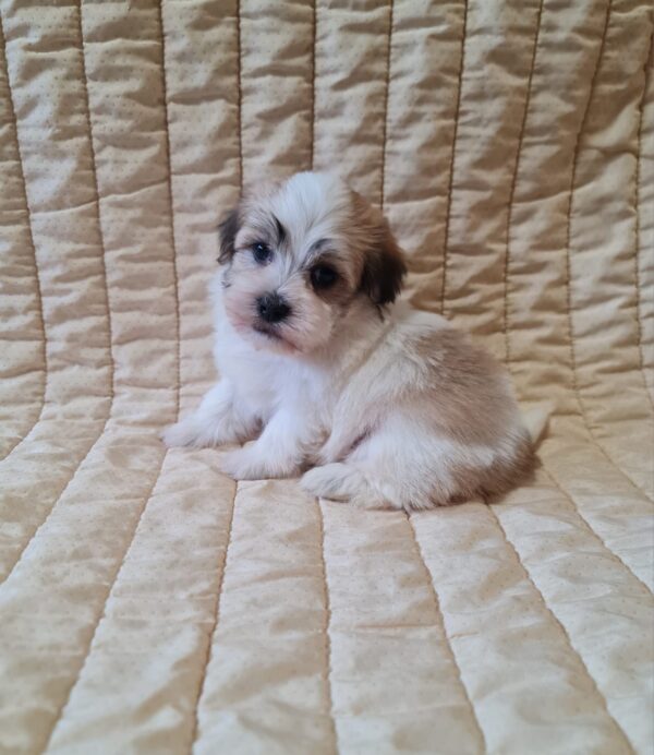 Flipper Havanese Flipper Havanese