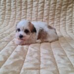 Fenechka-female-havanese-puppy-for-sale- (3)