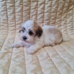 Flipper-male-havanese-puppy-for-sale- (3)