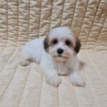 Fenechka-female-havanese-puppy-for-sale- (3)