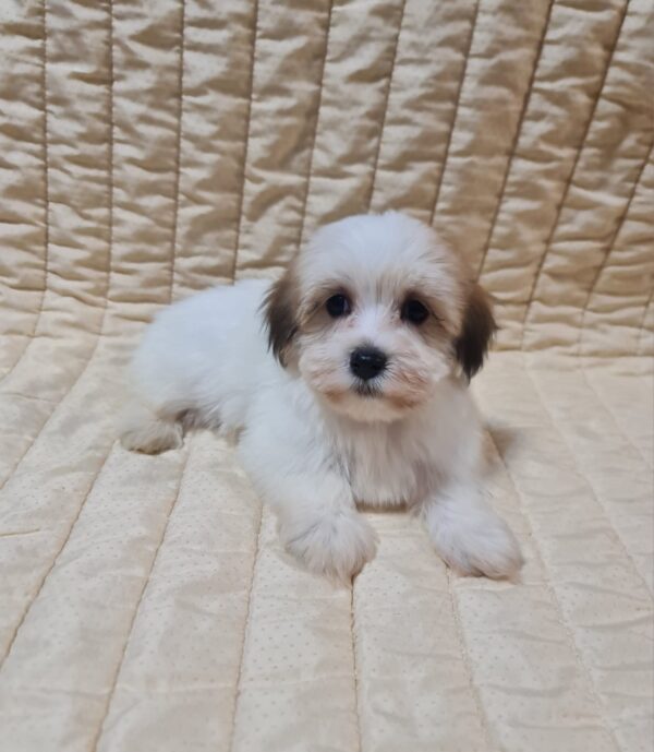 Fenechka Havanese Fenechka Havanese