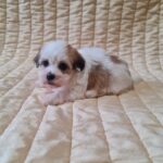 Fenechka-female-havanese-puppy-for-sale- (4)