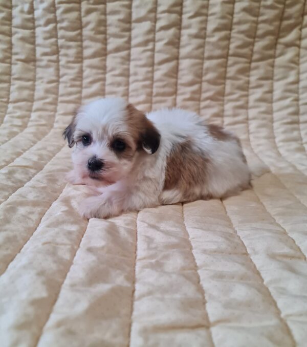 Fenechka Havanese Fenechka Havanese