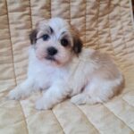 Flipper-male-havanese-puppy-for-sale- (4)