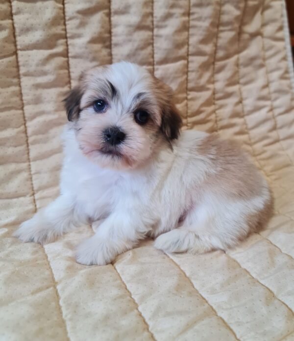 Flipper Havanese Flipper Havanese