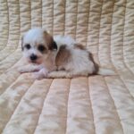 Fenechka-female-havanese-puppy-for-sale- (5)