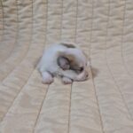 Fenechka-male-havanese-puppy-for-sale-1 (1)