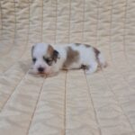 Fenechka-male-havanese-puppy-for-sale-1 (2)
