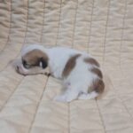 Fenechka-male-havanese-puppy-for-sale-1 (3)
