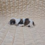 Flavio-male-havanese-puppy-for-sale-1 (1)