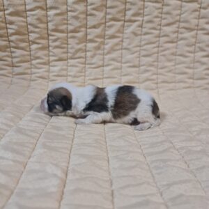 Flavio Havanese Flavio Havanese