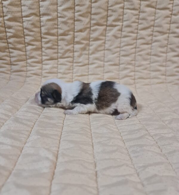 Flavio Havanese Flavio Havanese