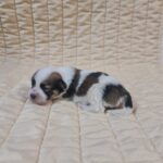 Flavio-male-havanese-puppy-for-sale-1 (2)