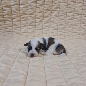 Flavio Havanese Flavio Havanese