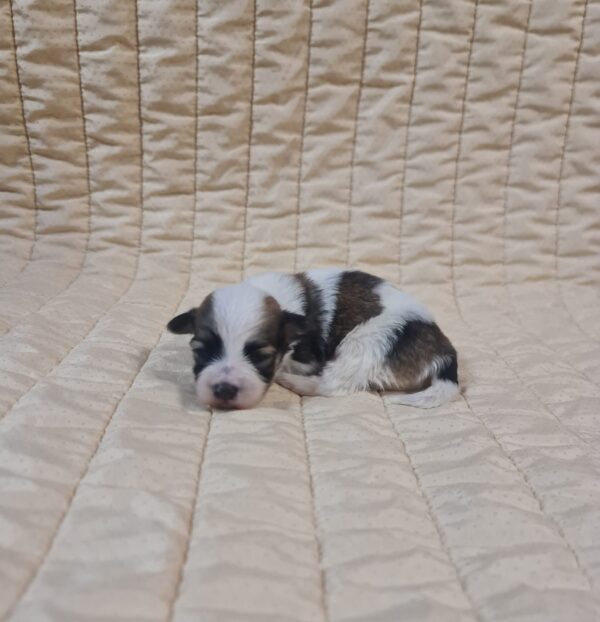 Flavio Havanese Flavio Havanese