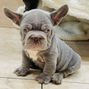 Flick Big Rope French Bulldog Flick Big Rope French Bulldog