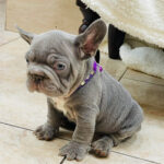 Flick-male-french-bulldog-puppy-for-sale-1 (2)