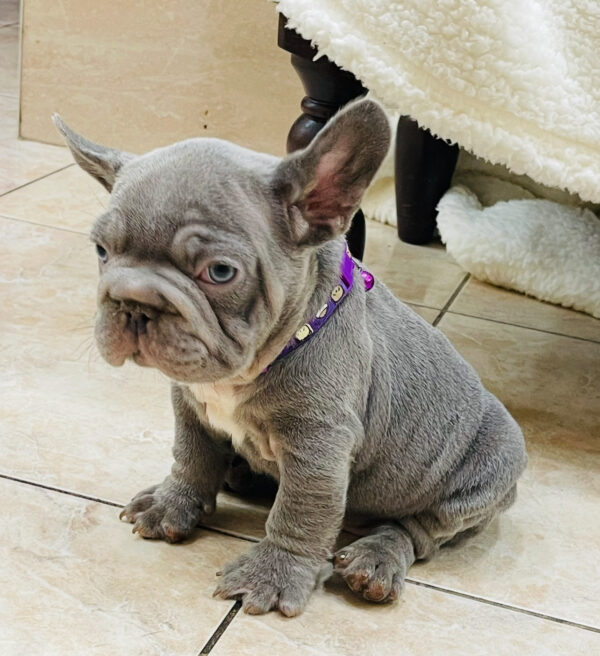 Flick Big Rope French Bulldog Flick Big Rope French Bulldog