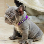 Flick-male-french-bulldog-puppy-for-sale-1 (3)