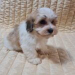 Flipper-male-havanese-puppy-for-sale-01 (1)