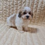 Flipper-male-havanese-puppy-for-sale-01 (2)