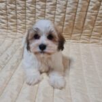 Flipper-male-havanese-puppy-for-sale-01 (3)