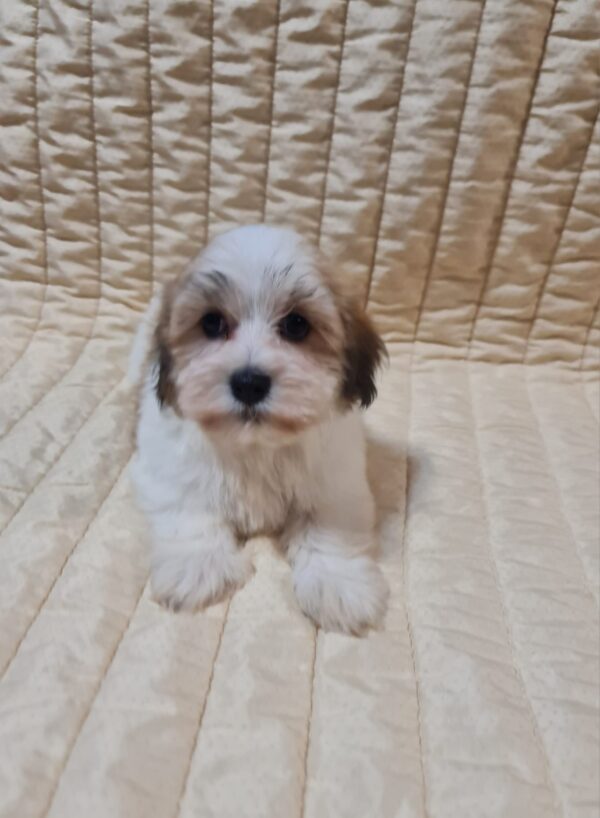 Flipper Havanese Flipper Havanese