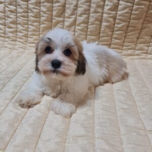 Flipper Havanese Flipper Havanese