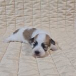 Flipper-male-havanese-puppy-for-sale-1 (1)