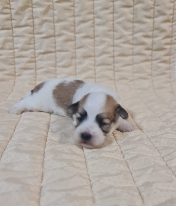 Flipper Havanese Flipper Havanese