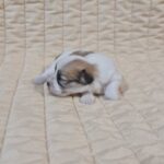 Flipper-male-havanese-puppy-for-sale-1 (2)