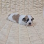 Flipper-male-havanese-puppy-for-sale-1 (3)