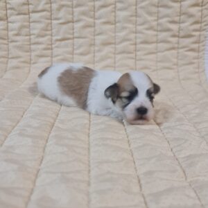 Flipper Havanese Flipper Havanese