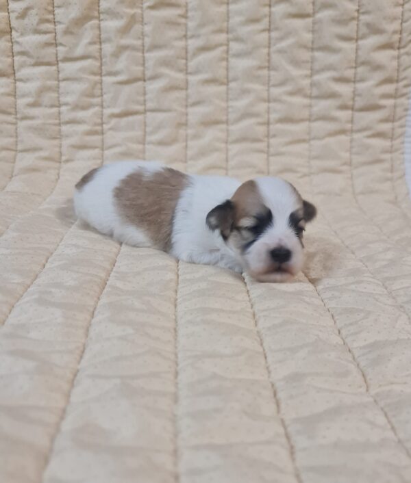 Flipper Havanese Flipper Havanese