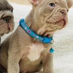 Foggy-male-french-bulldog-puppy-for-sale-1 (1)