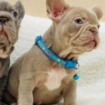 Foggy-male-french-bulldog-puppy-for-sale-1 (2)