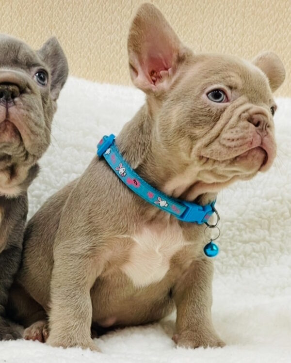 Foggy French Bulldog Foggy French Bulldog