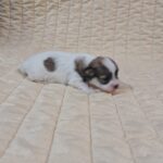Fresco-female-havanese-puppy-for-sale-1 (1)