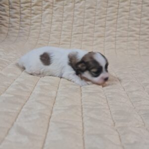 Fresco Havanese Fresco Havanese