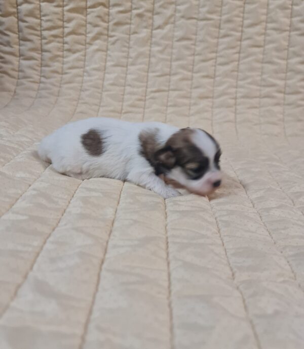 Fresco Havanese Fresco Havanese