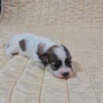 Fresco-female-havanese-puppy-for-sale-1 (2)
