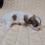 Fresco-female-havanese-puppy-for-sale-1 (3)