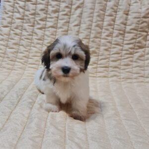 Fresco Havanese Fresco Havanese