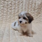 Fresco-female-havanese-puppy-for-sale- (2)