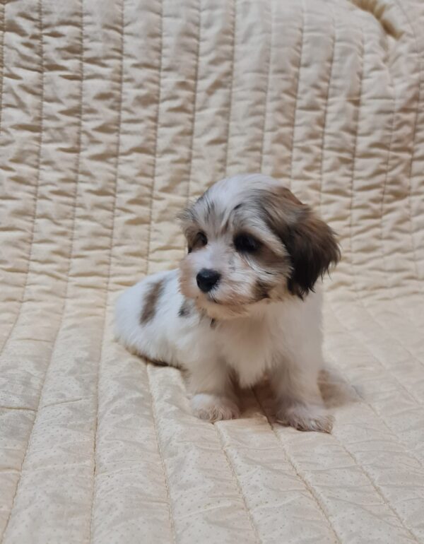 Fresco Havanese Fresco Havanese